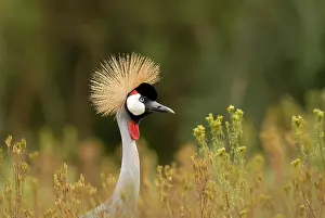 Regulorum: Grey Crowned Crane