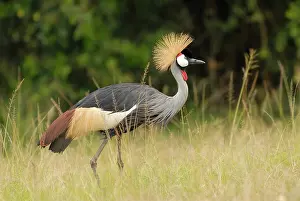 Regulorum: Grey Crowned Crane