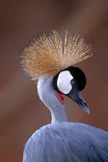 Regulorum: Grey Crowned Crane