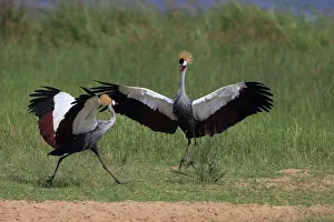 Murchison: Grey Crowned Crane