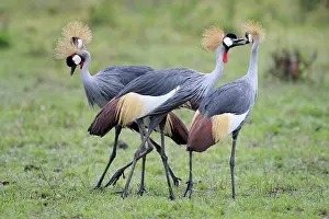 Regulorum: Grey Crowned Crane