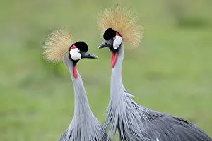Gibbericeps: Grey Crowned Crane