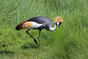 190718: Grey Crowned Crane
