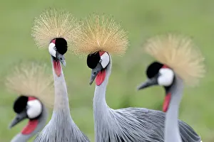 Dancing: Grey Crowned Crane
