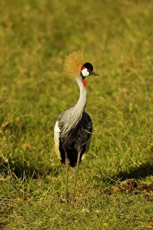 Regulorum: Grey Crowned Crane