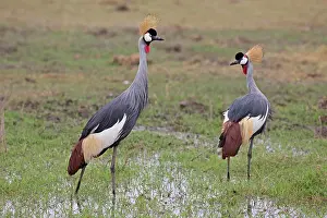 Gibbericeps: Grey Crowned Crane Amboseli National Park, Kenya