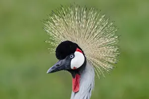 Regulorum: Grey Crowned Crane (Balearica regulorum)