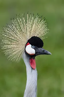 Regulorum: Grey Crowned Crane (Balearica regulorum)