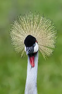 Regulorum: Grey Crowned Crane (Balearica regulorum)