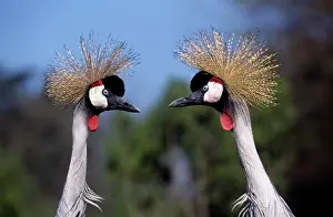 Regulorum: GREY-CROWNED CRANE (balearica regulorum), PORTRAIT