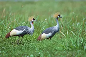Regulorum: Grey-crowned Crane - two birds