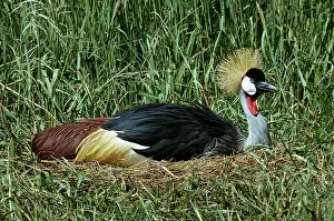 R M Bloomfield: Grey crowned-crane / Crested - incubating