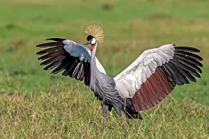 Rituals: Grey Crowned-Crane displaying wings during courtship