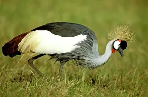 Regulorum: Grey-crowned Crane - hunting