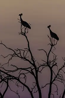 Regulorum: Grey Crowned Crane silhouetted resting on tree-top