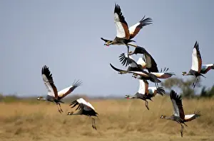 Kafue: Grey Crowned Cranes, Busanga Plains, Kafue
