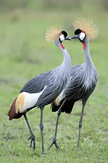 Cranes: Grey Crowned-Cranes in courtship display