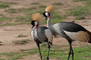 Regulorum: Grey Crowned Cranes - displaying