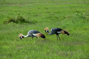 Regulorum: Grey Crowned Cranes - feeding