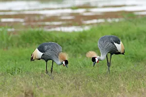 Regulorum: Grey Crowned Cranes - feeding