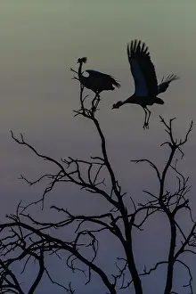Cranes: Grey Crowned Cranes - on tree top before sunrise