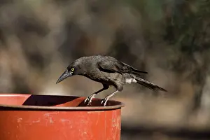 Currawong: Grey Currawong