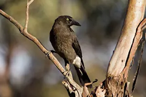 Currawong: Grey Currawong