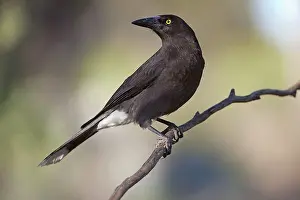 Currawong: Grey Currawong