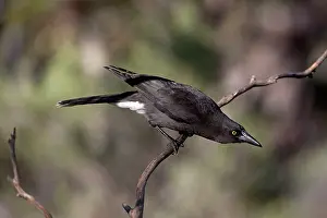 Currawong: Grey Currawong
