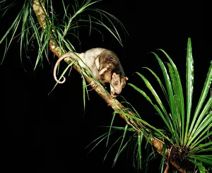 Cuscus: Grey Cuscus