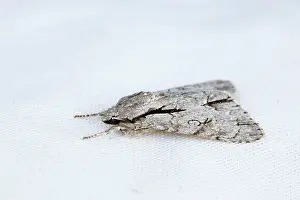 Dagger: Grey Dagger Moth