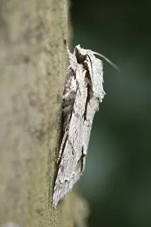Dagger: Grey Dagger Moth, Norfolk UK
