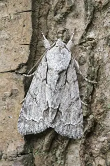 250417: Grey Dagger Moth, Norfolk UK