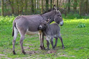 Donkey: Grey Domestic Donkey, female with foal