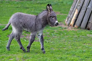 Donkey: Grey Domestic Donkey, foal