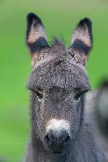 Donkey: Grey Domestic Donkey, foal, portrait