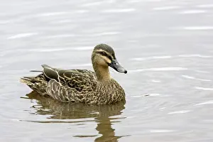 Waterbirds: Grey Duck