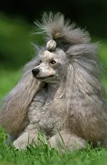 Breed Of Dog: Grey dwarf poodle, adult lying on grass
