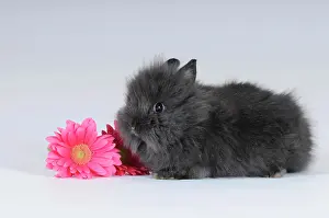 Bunnies: Grey Dwarf Rabbit with a pink gerbera