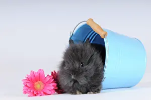 Bucket: Grey Dwarf Rabbit with a pink gerbera, sitting in