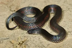 Monteverde: Grey earth snake