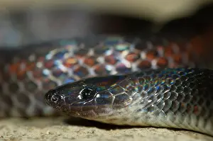 Monteverde: Grey earth snake