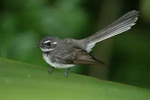Fantail: Grey Fantail
