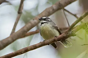 Fantail: Grey Fantail