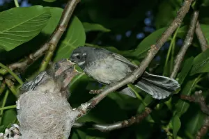 Fantail: Grey Fantail - Feeding chicks at nest