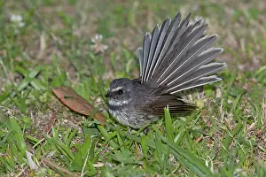Fantail: Grey Fantail foraging on the ground