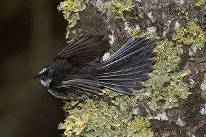 Fantail: Grey Fantail on lichen encrusted trunk