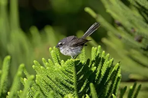 Fantail: Grey Fantail Norfolk Island subspecies