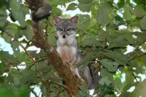 Cinereoargenteus: Grey Fox