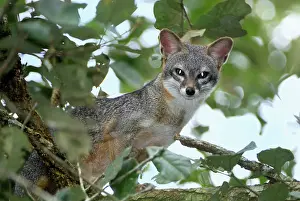 Cinereoargenteus: Grey Fox